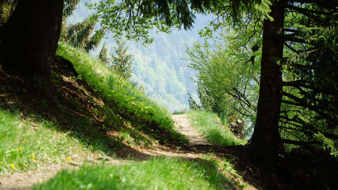 Pobūdį,  Mediena,  Medis,  Kraštovaizdis,  Parkas,  Kelias,  Kalnai,  Takas,  Migracijos Kelias,  Miškas