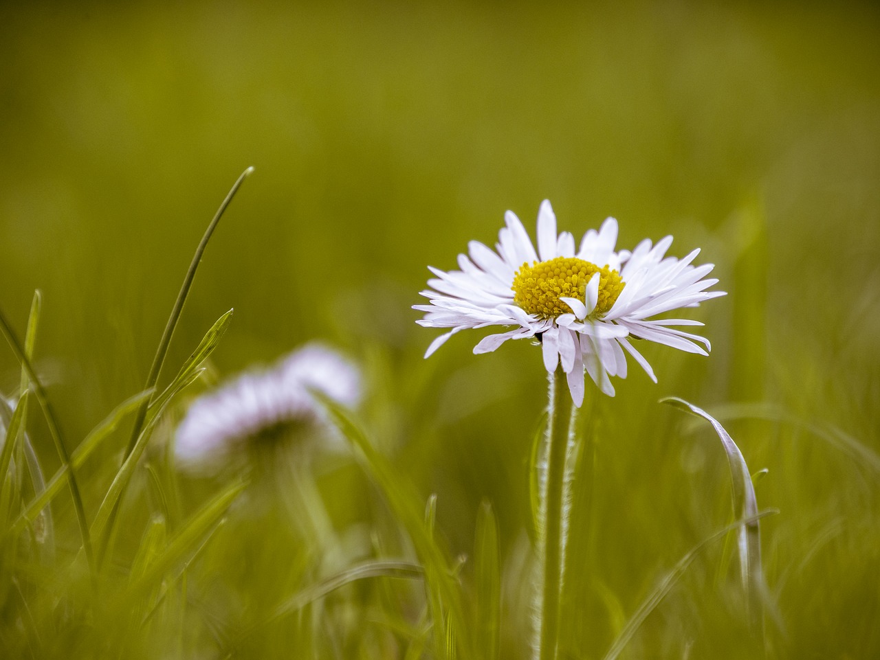 Pobūdį,  Žolė,  Laukas,  Meadow,  Vasara,  Augalų,  Gėlė,  Iš Arti, Nemokamos Nuotraukos,  Nemokama Licenzija