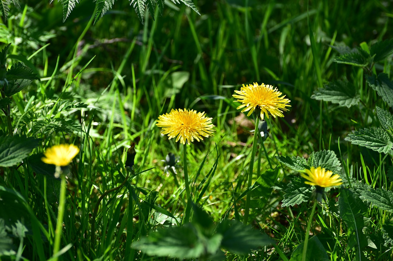 Pobūdį,  Vasara,  Augalų,  Žolė,  Gėlė,  Kiaulpienė,  Laukas,  Meadow,  Lapų,  Sodas