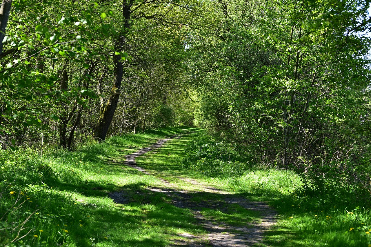 Pobūdį,  Kraštovaizdis,  Medis,  Lapų,  Vasara,  Kaimo,  Idiliškas,  Žolė,  Aplinka,  Augalų