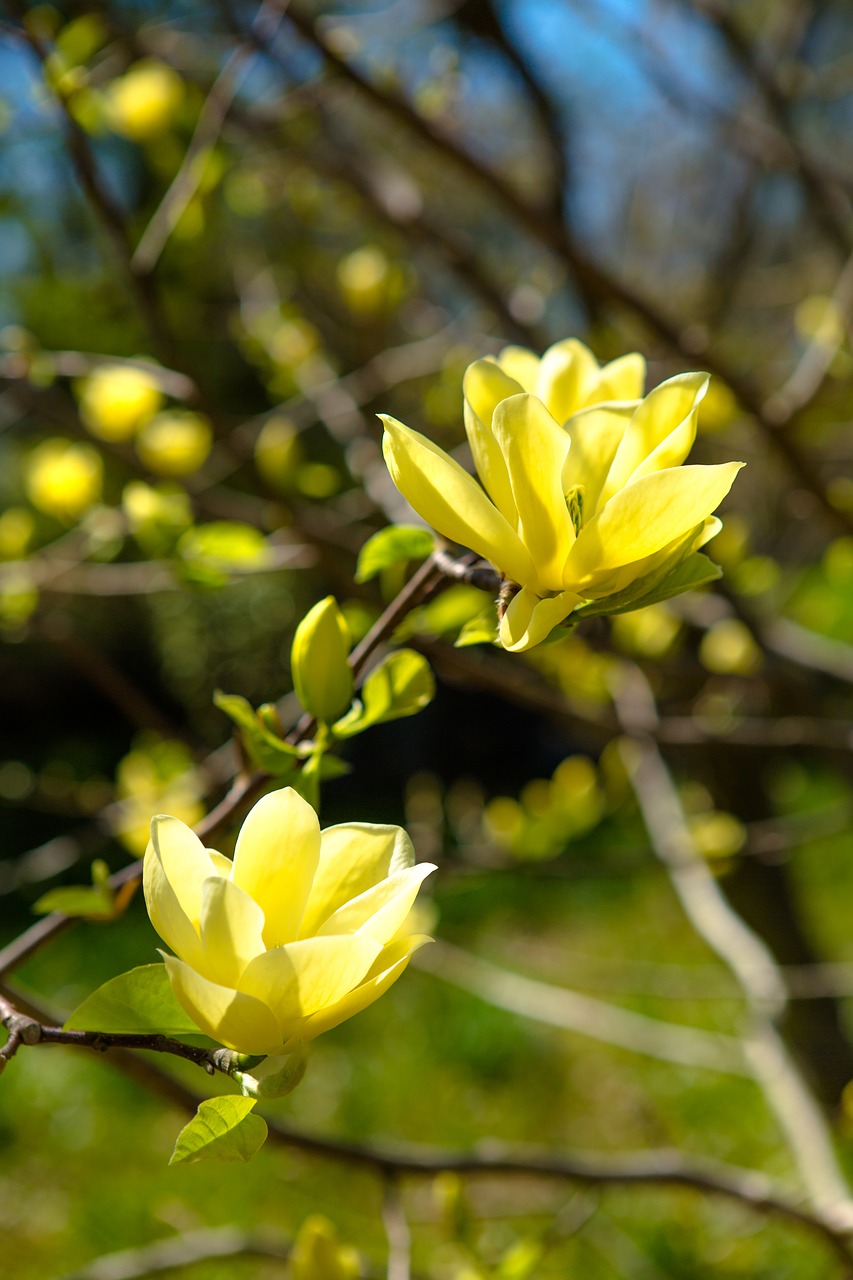 Pobūdį,  Augalų,  Gėlė,  Lapas,  Magnolija,  Medis,  Pavasaris,  Sodas,  Žydi,  Parkas