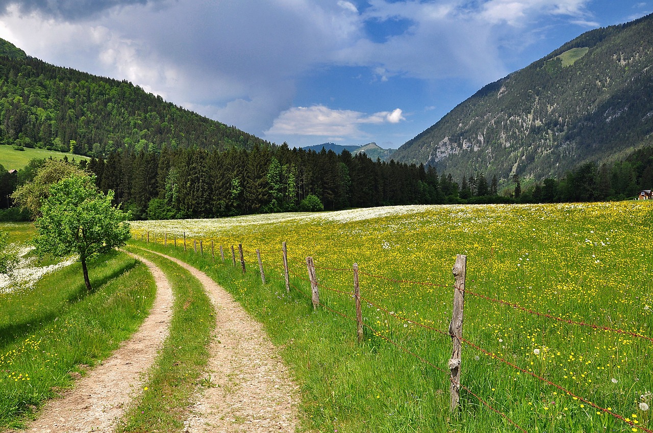 Pobūdį,  Kraštovaizdis,  Meadow,  Pavasaris,  Žiedas,  Žydi,  Gėlės,  Gėlių Pieva,  Spalva,  Farbenpracht