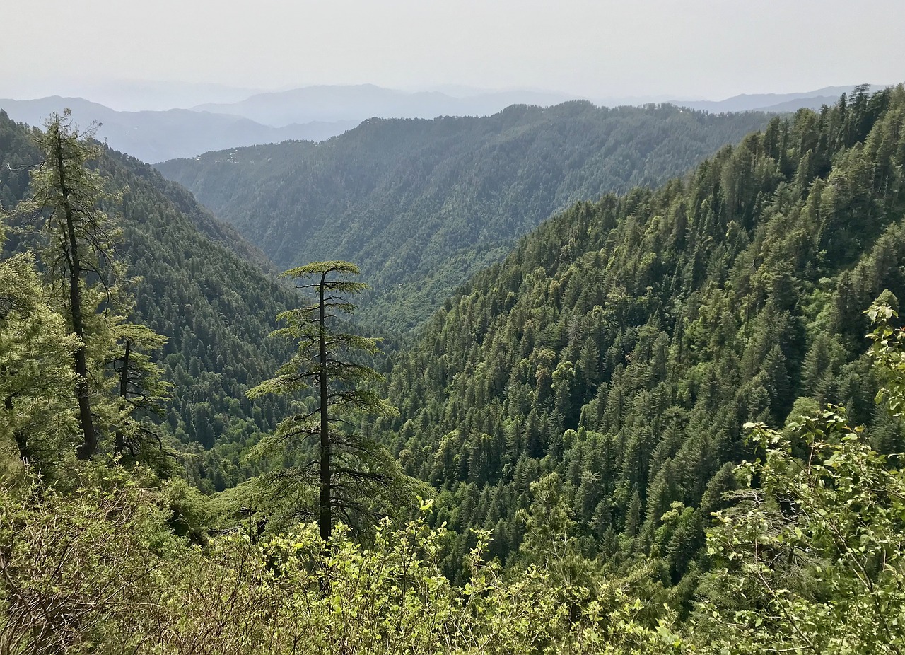 Pobūdį,  Mediena,  Kalnų,  Panoraminis,  Kelionė,  Medis,  Pakistanas, Nemokamos Nuotraukos,  Nemokama Licenzija