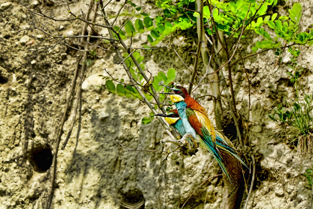 Pobūdį,  Paukščiai,  Europos Bičių Eater,  Spalvinga Pavasario Suknelė,  Pavasaris, Nemokamos Nuotraukos,  Nemokama Licenzija