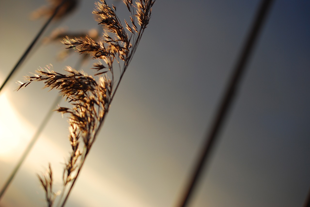 Pobūdį,  Bokeh,  Nyderlandai,  Vasara,  Šviesus,  Blur,  Sezonas,  Augalų,  Saulės,  Poveikis