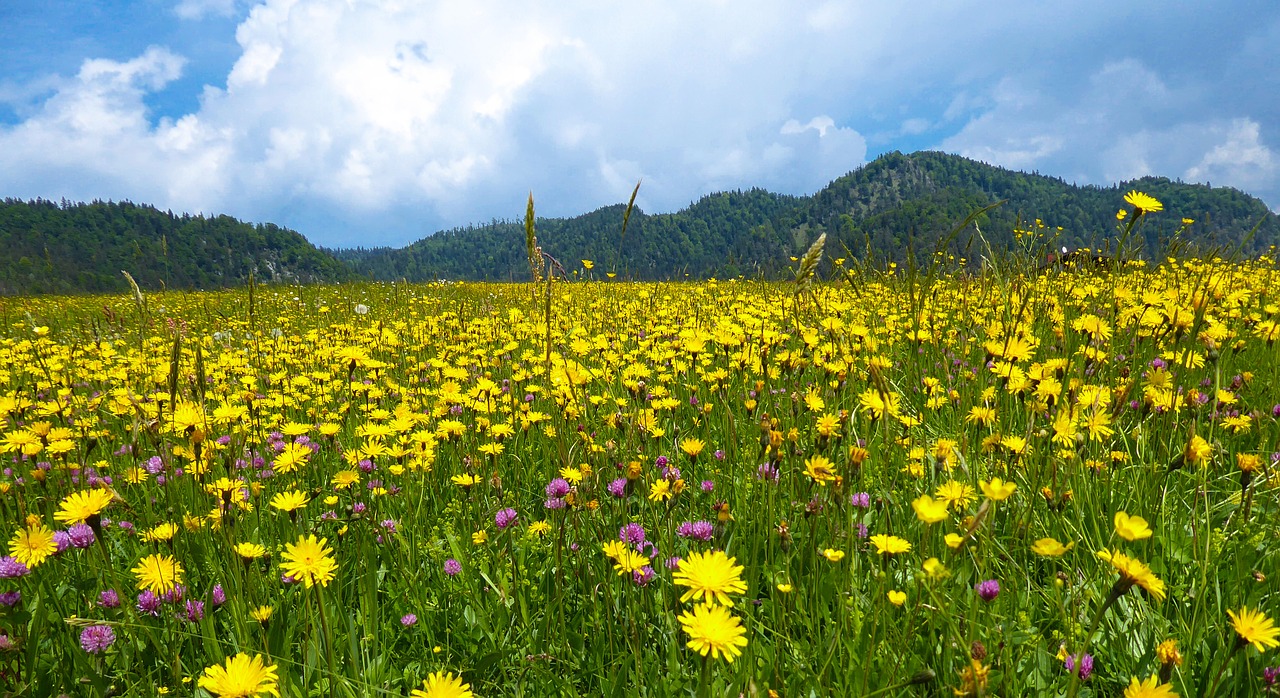 Pobūdį,  Pavasaris,  Vasara,  Kalnai,  Meadow,  Gėlės,  Spyruokliniai Žiedai,  Kiaulpienė,  Kalnų Pieva,  Žiedas