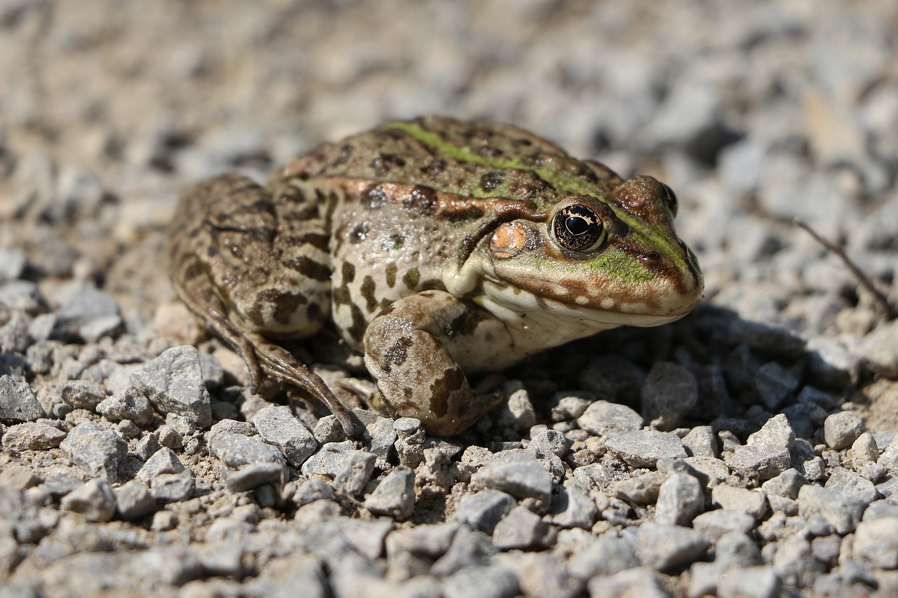 Pobūdį,  Varlė,  Varliagyvių,  Gyvūnijos Pasaulyje,  Laisvos,  Gyvūnas, Nemokamos Nuotraukos,  Nemokama Licenzija