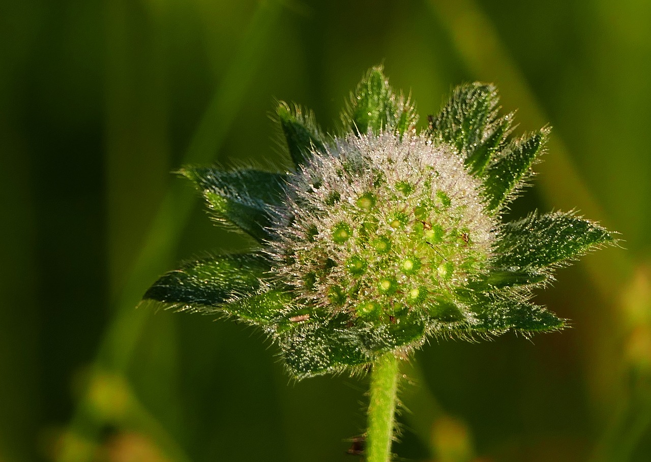 Pobūdį,  Kraštovaizdis,  Meadow,  Dygliuotas,  Gėlė, Nemokamos Nuotraukos,  Nemokama Licenzija