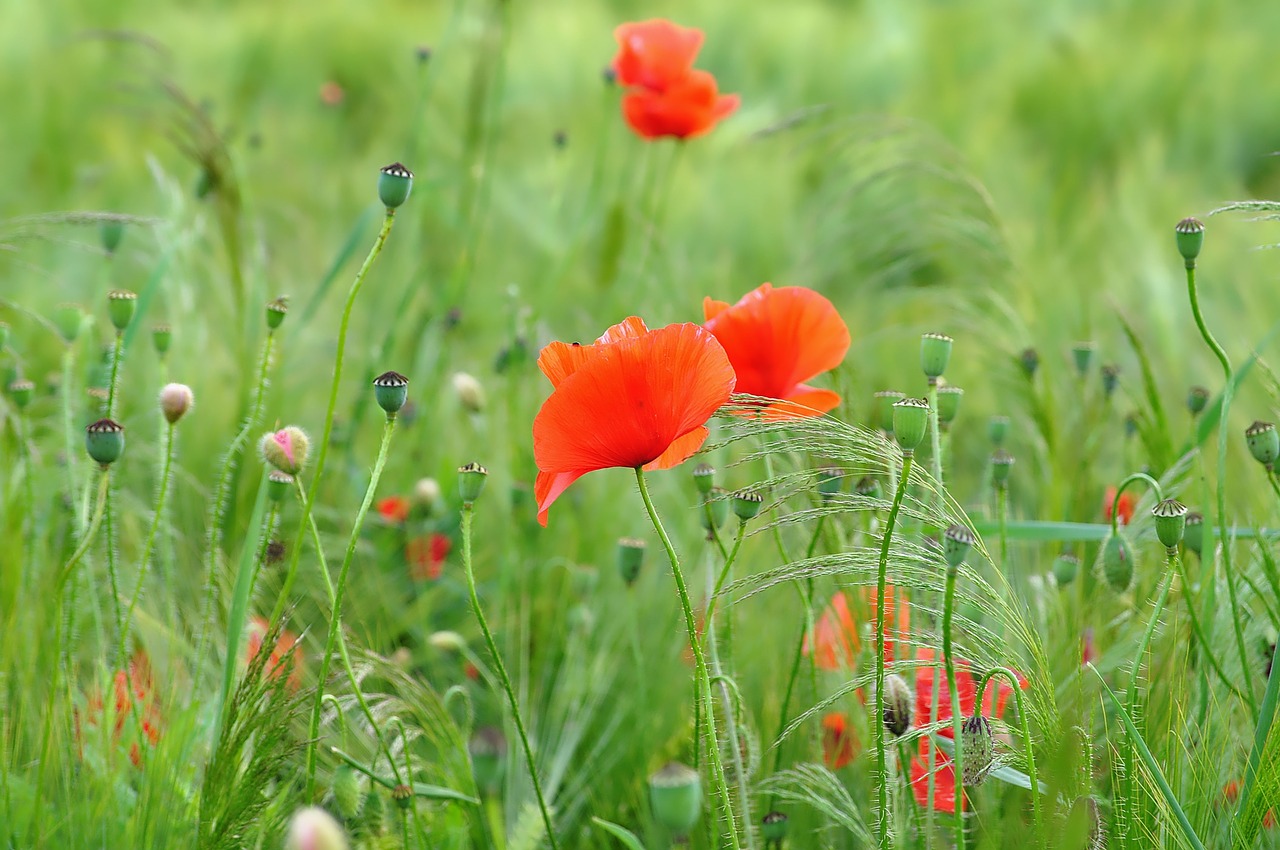 Pobūdį,  Aguona,  Klatschmohn,  Žiedų,  Žydėjimas, Nemokamos Nuotraukos,  Nemokama Licenzija