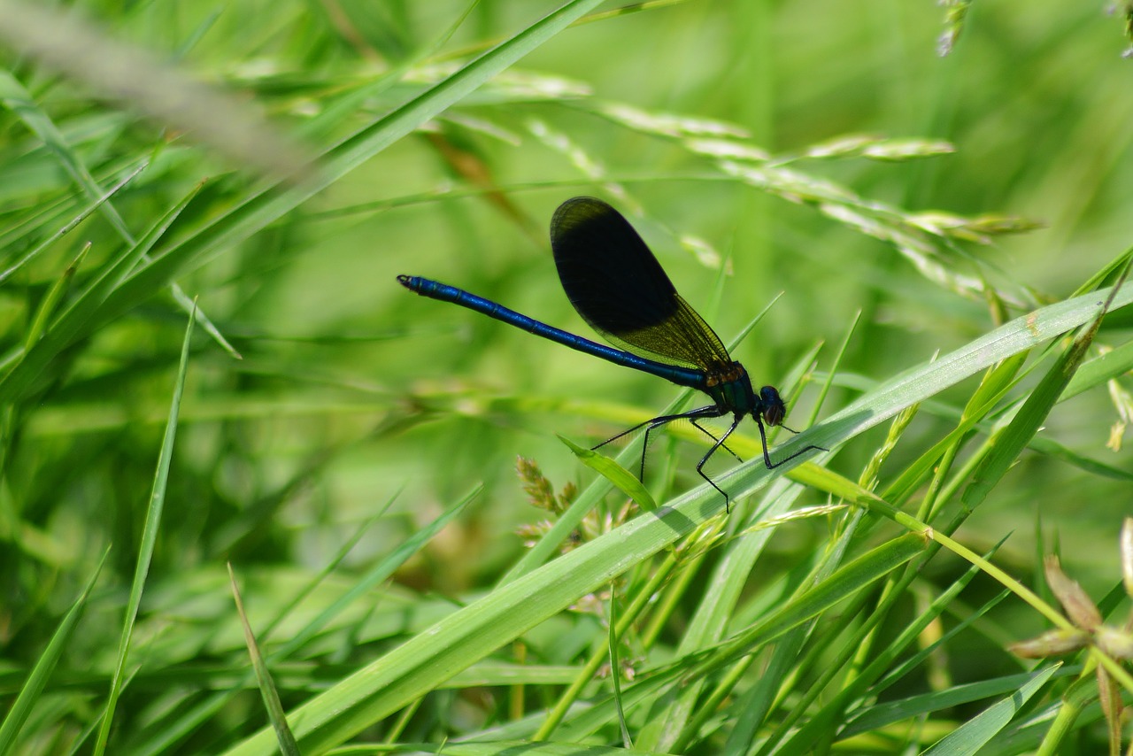 Pobūdį,  Dragonfly,  Iš Arti,  Gyvūnijos Pasaulyje, Nemokamos Nuotraukos,  Nemokama Licenzija