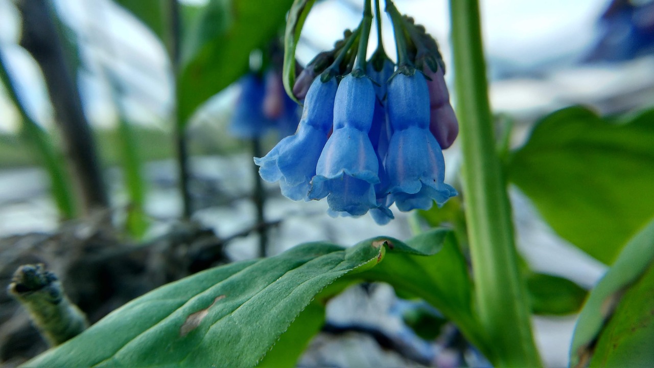 Pobūdį,  Augalai,  Gėlės,  Bluebells,  Žalias,  Mėlyna,  Botanikos, Nemokamos Nuotraukos,  Nemokama Licenzija