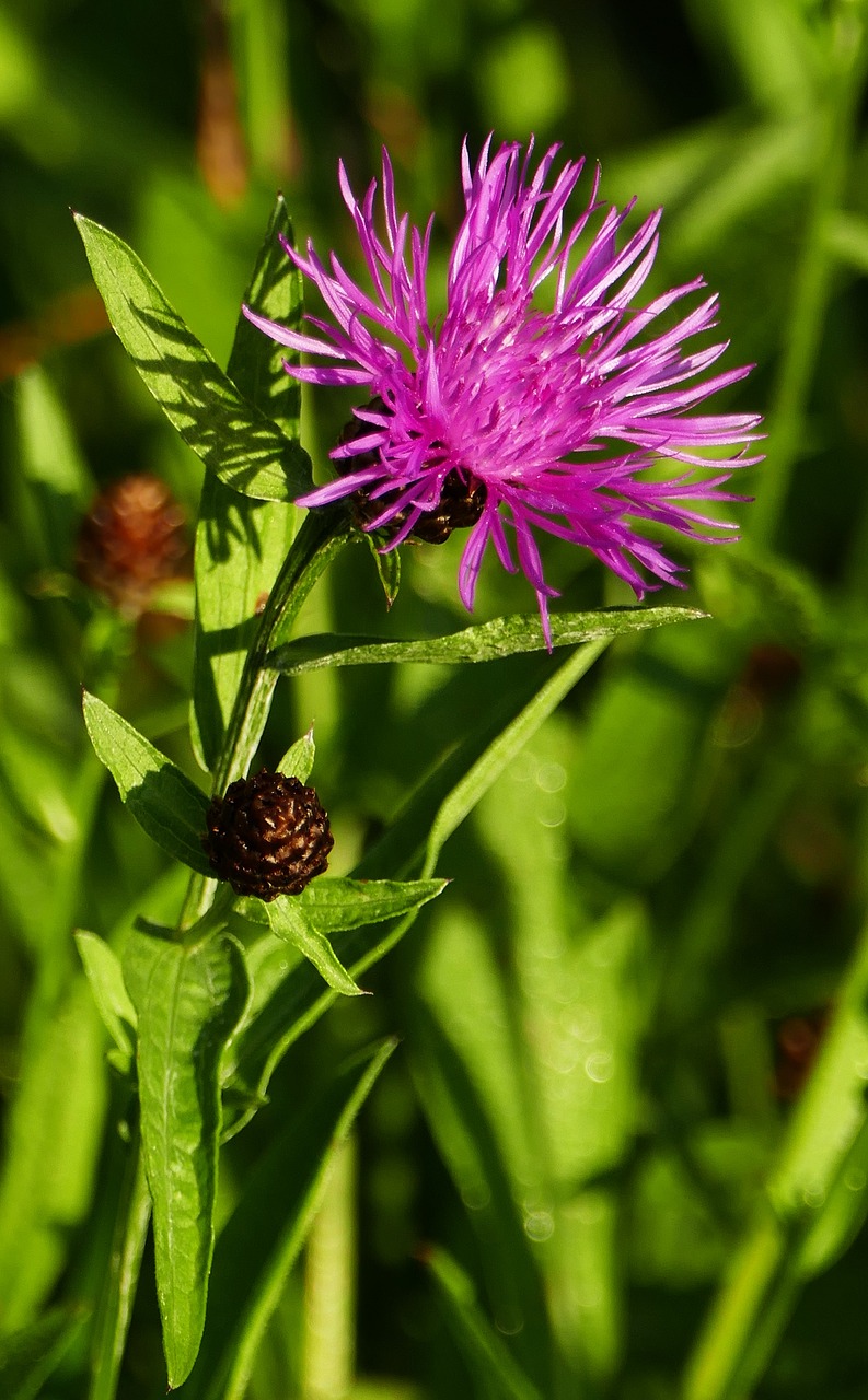 Pobūdį,  Sodas,  Meadow,  Gėlė,  Šviesos,  Saulė, Nemokamos Nuotraukos,  Nemokama Licenzija