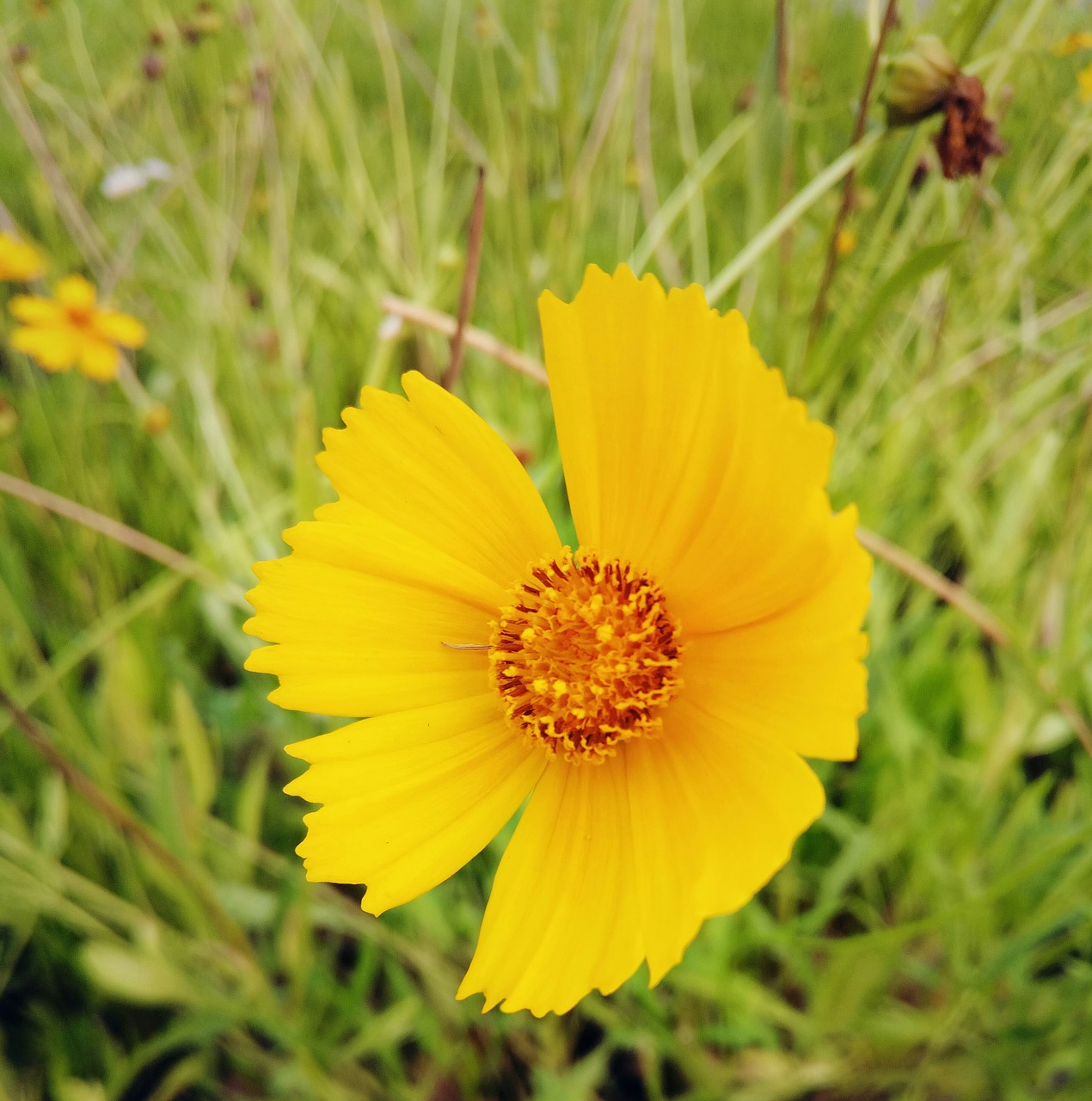 Pobūdį,  Gėlė,  Coreopsis, Nemokamos Nuotraukos,  Nemokama Licenzija