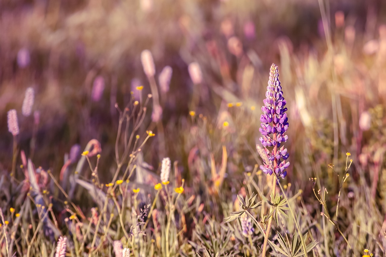 Pobūdį,  Gėlės,  Meadow,  Gėlė,  Violetinė,  Vasara,  Makro,  Violetinės Gėlės,  Sodas,  Rytą