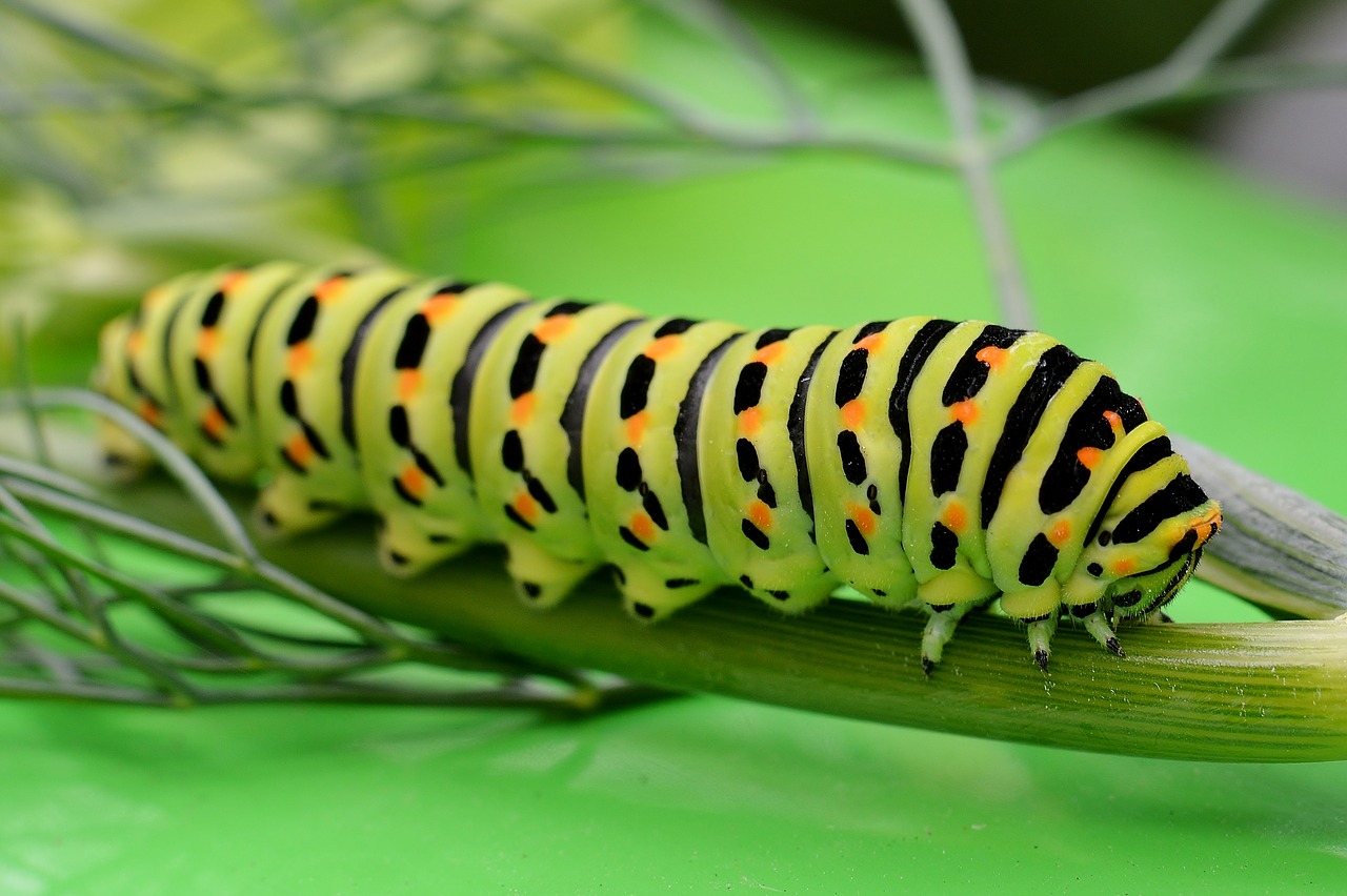 Pobūdį,  Caterpillar,  Susikirs,  Drugelis Caterpillar, Nemokamos Nuotraukos,  Nemokama Licenzija