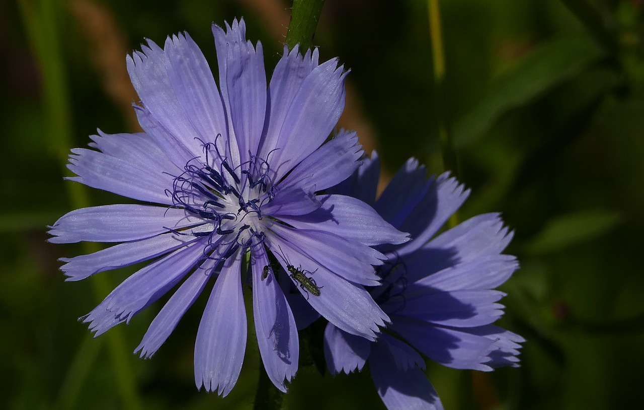 Pobūdį,  Meadow,  Gėlė,  Cikorijos,  Violetinė,  Saulė,  Šviesos,  Vabzdys,  Žiedynai, Nemokamos Nuotraukos