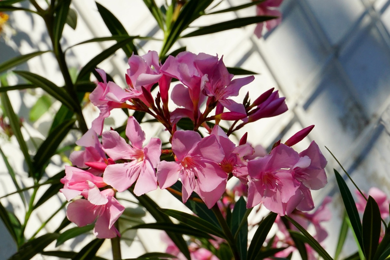 Pobūdį,  Augalų,  Oleander,  Rožinis,  Žiedas,  Žydi,  Žiedlapiai,  Apšvietimas, Nemokamos Nuotraukos,  Nemokama Licenzija