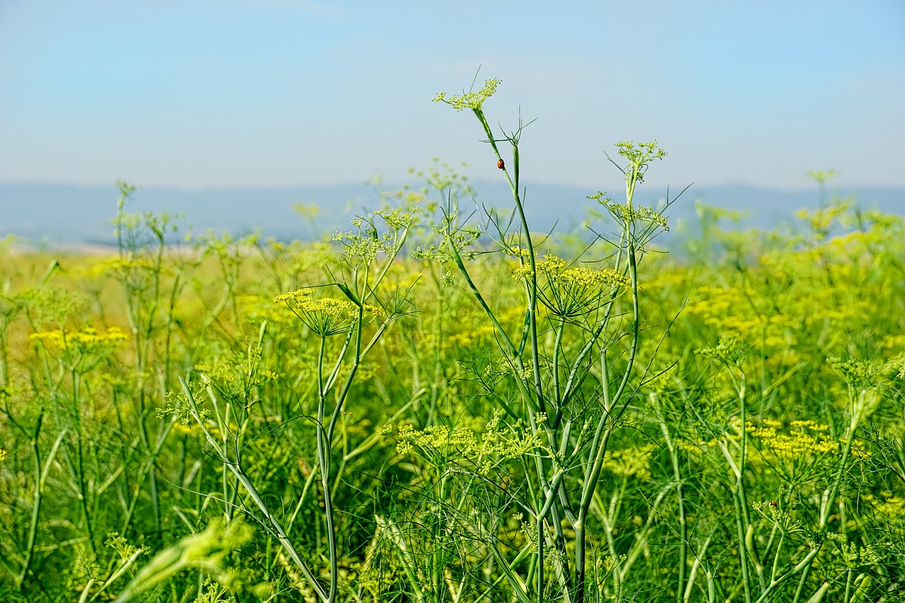 Pobūdį,  Žemdirbystė,  Laukas,  Pankolių Gėlių,  Pankolio Srityje,  Pankolio Auginimą,  Aromatinis,  Gardus,  Klesti Laukas,  Geltona