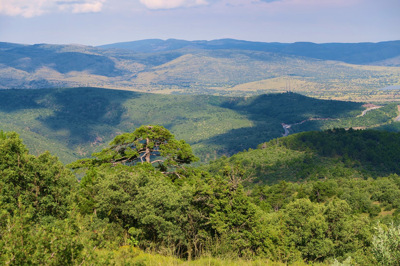 Pobūdį,  Kraštovaizdis,  Kadagių,  Miškas,  Medis, Nemokamos Nuotraukos,  Nemokama Licenzija