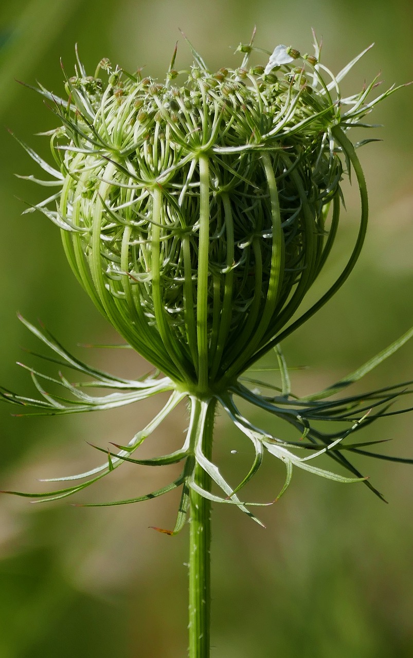 Pobūdį,  Kraštovaizdis,  Meadow,  Puodelio,  Bud,  Žalias,  Smailu Gėlė, Nemokamos Nuotraukos,  Nemokama Licenzija