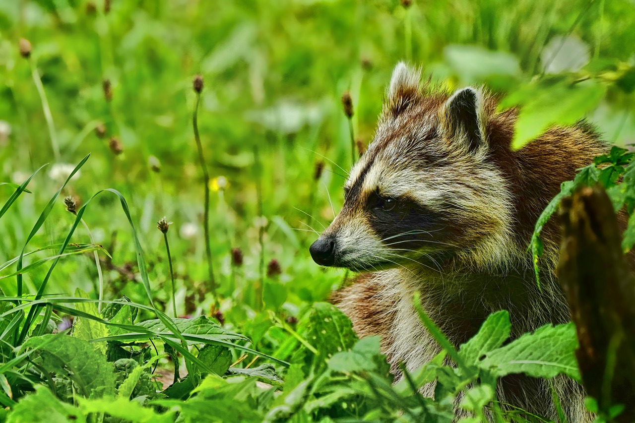 Pobūdį,  Gyvūnas,  Žinduolis,  Usūrinių,  Laukinių,  Gyvūnijos Pasaulyje,  Žolė, Nemokamos Nuotraukos,  Nemokama Licenzija