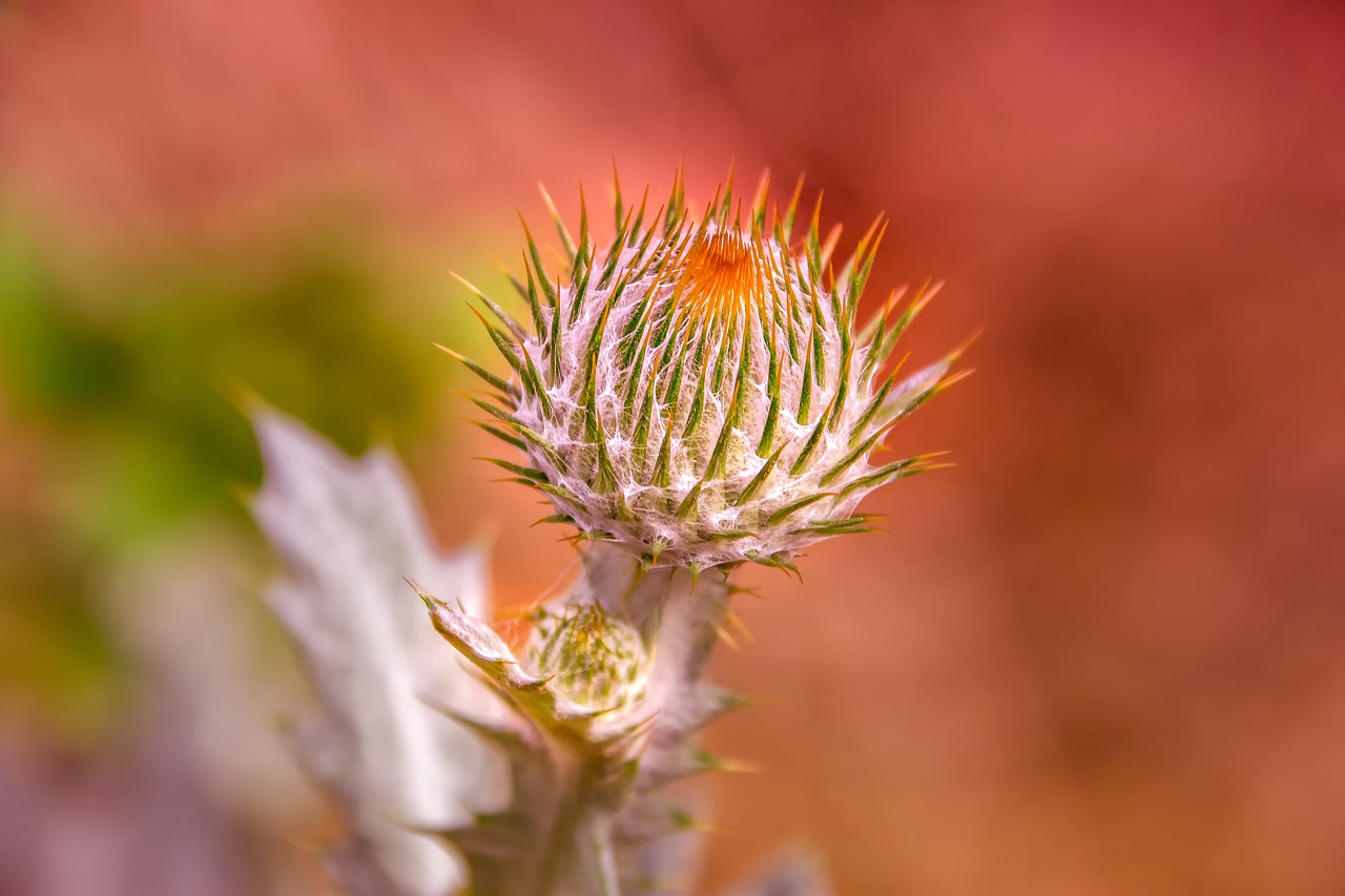 Pobūdį,  Thistle,  Sidabro Usnis,  Augalų,  Botanika,  Rausvai,  Gėlė,  Pavasaris,  Iš Arti,  Žiedlapiai