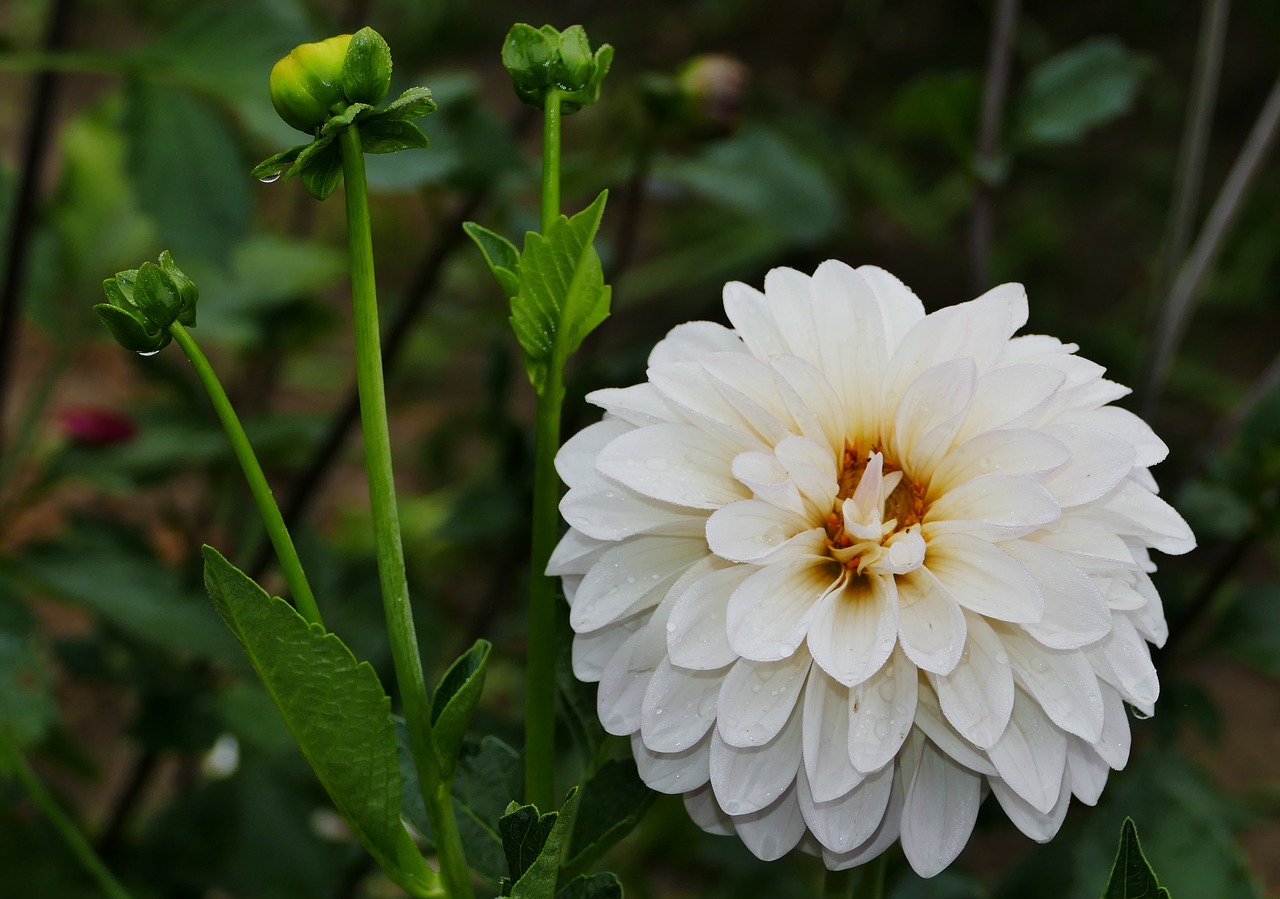 Pobūdį,  Kraštovaizdis,  Gėlė,  Dahlia,  Baltos Spalvos,  Žiedas,  Žydi,  Bud,  Žalias, Nemokamos Nuotraukos