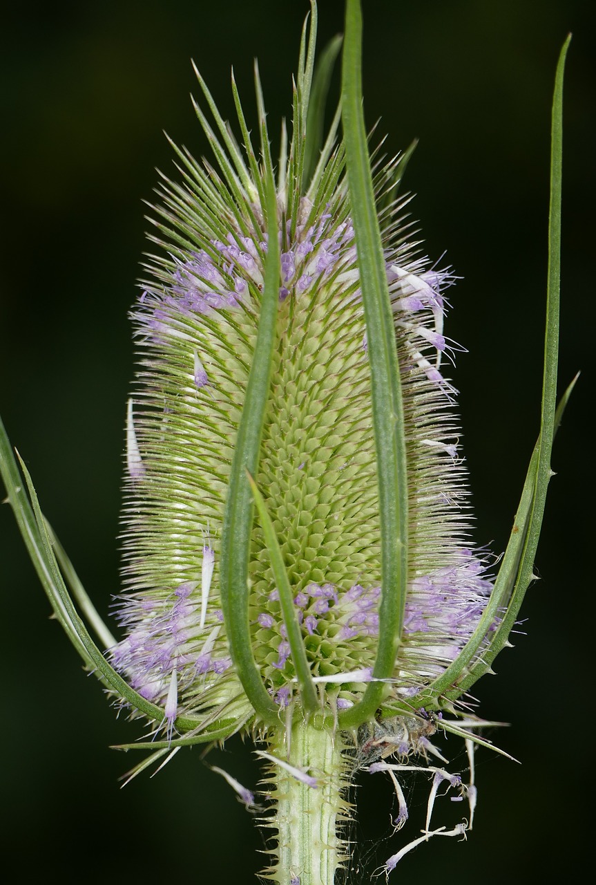 Pobūdį,  Kraštovaizdis,  Gėlė,  Dipsacus Fullonum,  Laukinių Uzkārst,  Žiedas,  Žydi,  Puodelio,  Lapai,  Žalias