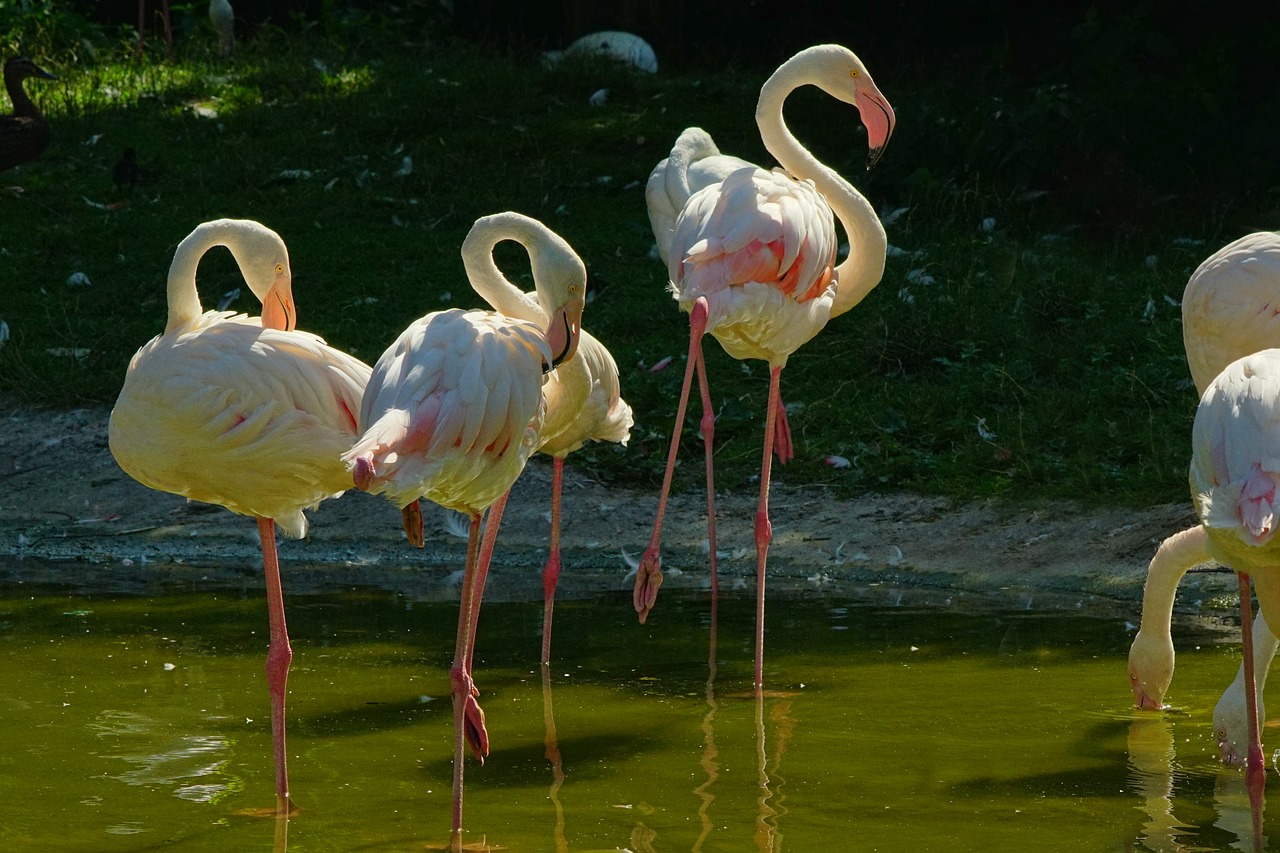 Pobūdį,  Gyvūnai,  Paukščiai,  Flamingai,  Vandens Paukščiai,  Baltos Spalvos,  Plunksna,  Kaklo,  Vandens,  Gyvūnijos Pasaulyje