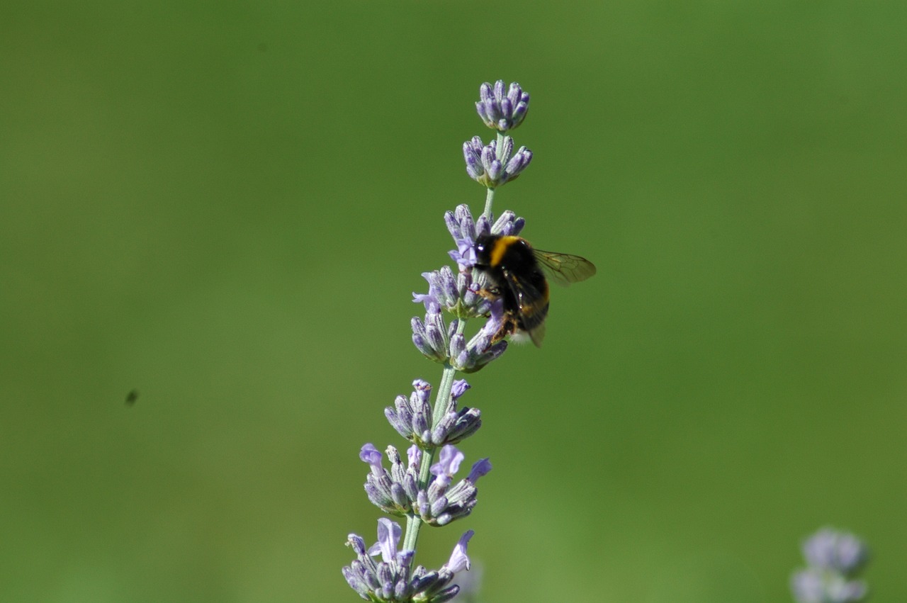 Pobūdį,  Vasara,  Gėlė,  Lapų,  Floros,  Vabzdys,  Lauke, Nemokamos Nuotraukos,  Nemokama Licenzija