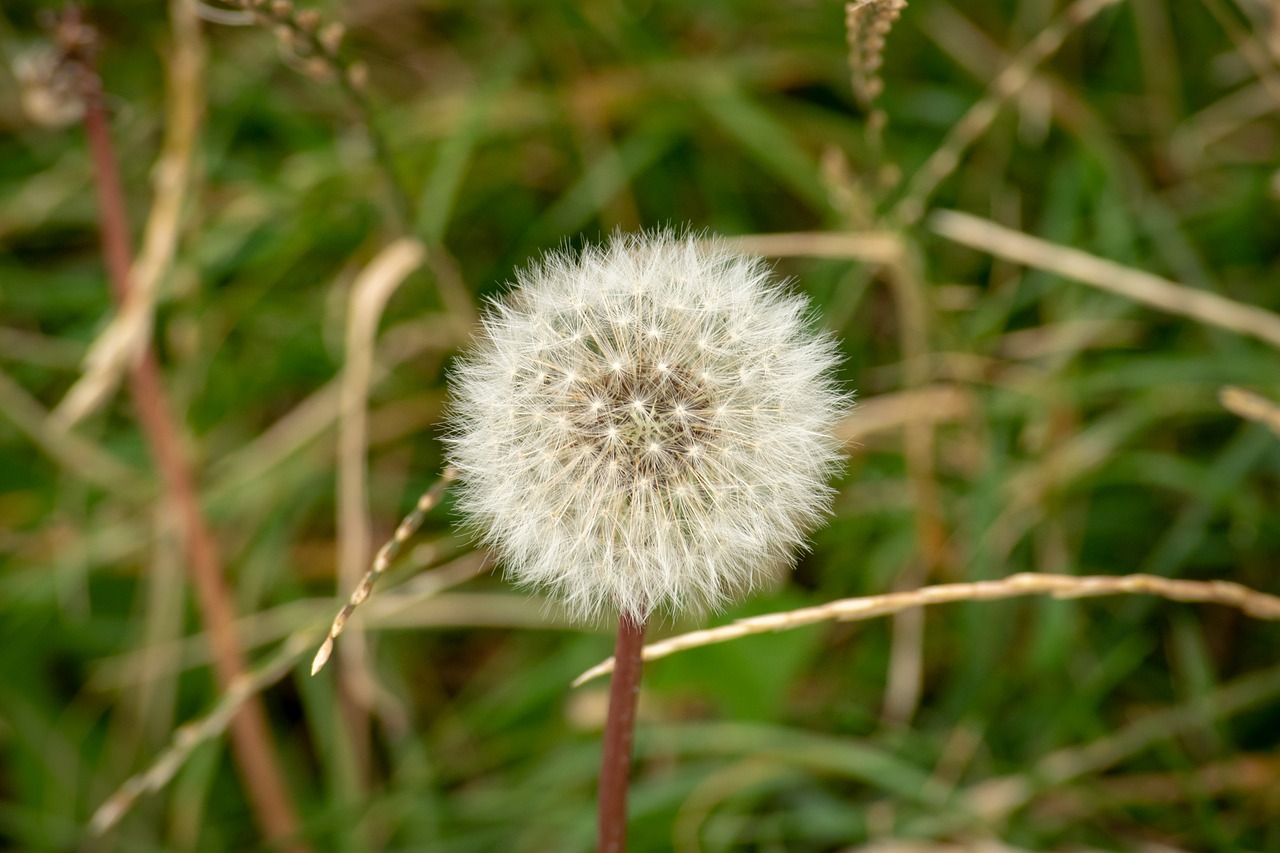 Pobūdį,  Kiaulpienė,  Sėklos,  Žiedas,  Žolė,  Žydi,  Baltos Spalvos,  Augalų,  Bühen,  Floros