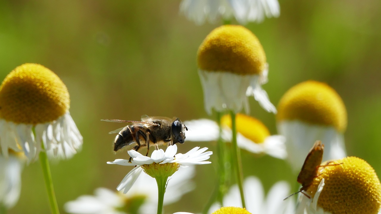 Pobūdį,  Kraštovaizdis,  Meadow,  Saulė,  Ramunėlių,  Bičių,  Šviesa, Nemokamos Nuotraukos,  Nemokama Licenzija