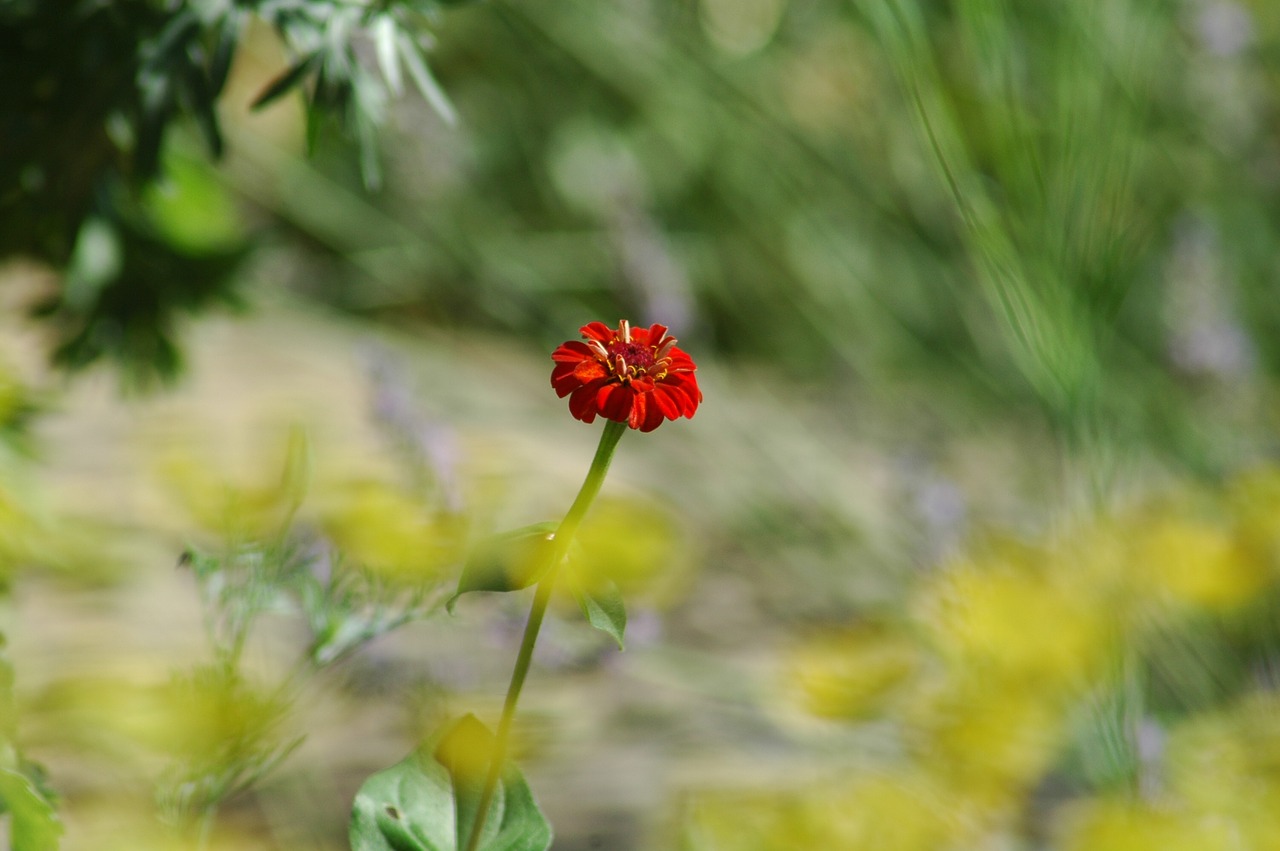 Pobūdį,  Gėlė,  Floros,  Vasara,  Lapų,  Lauke,  Žolė, Nemokamos Nuotraukos,  Nemokama Licenzija