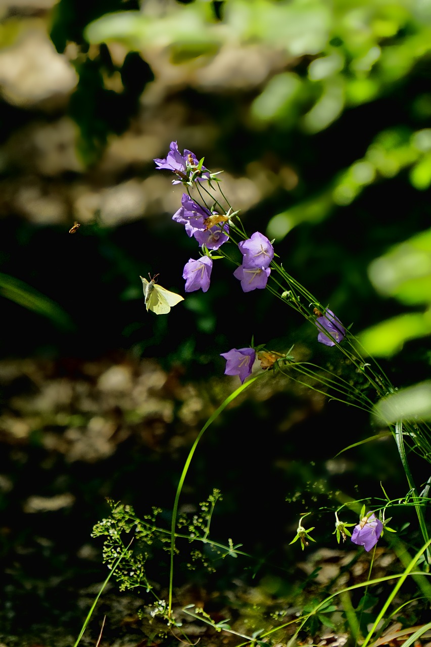 Pobūdį,  Augalų,  Varpelis,  Žiedas,  Žydi,  Violetinė,  Žydi,  Žalias,  Vasara,  Floros