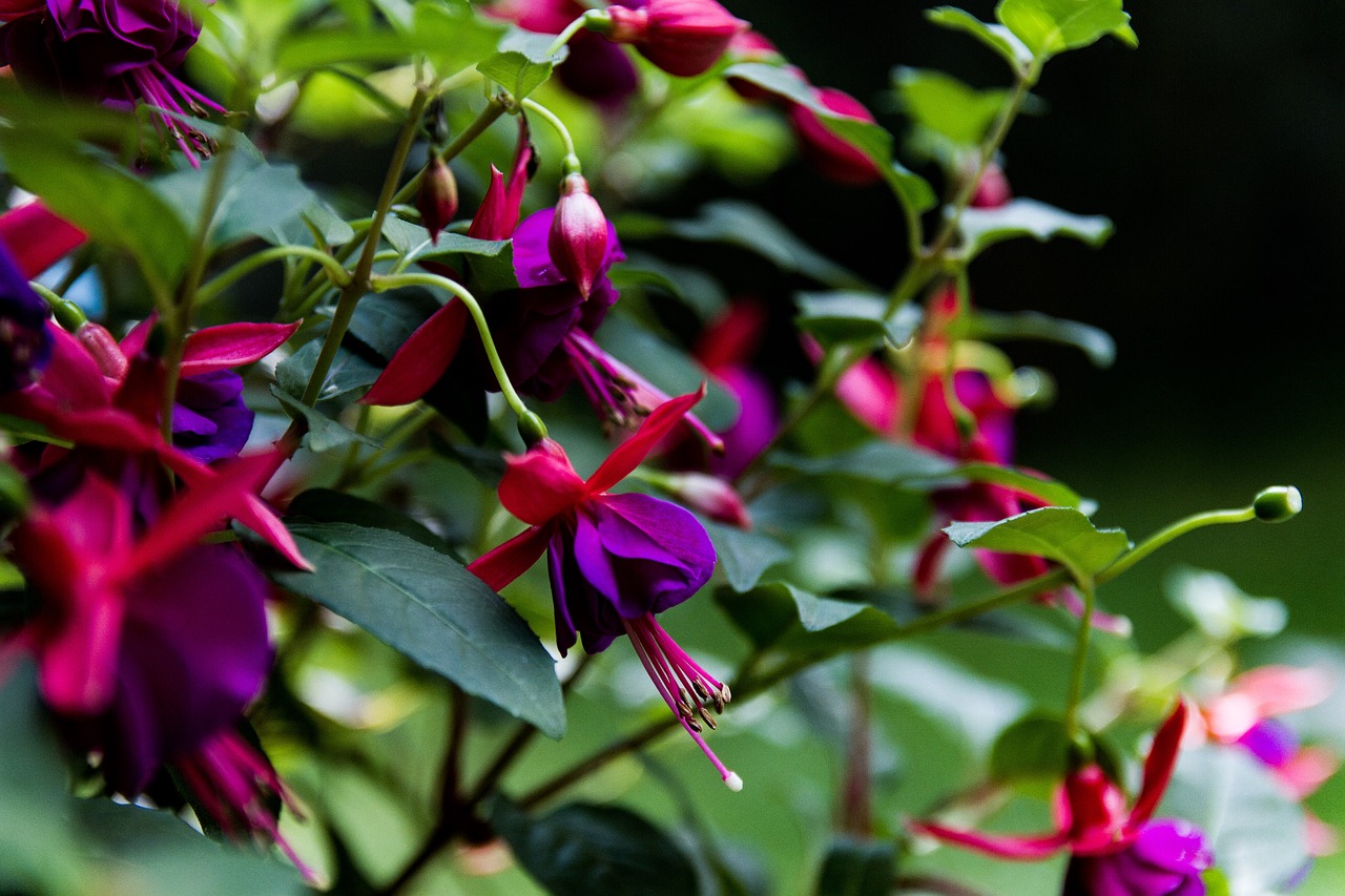 Pobūdį,  Augalų,  Žalias,  Miškas,  Sodas,  Vasara,  Parkas,  Gėlės,  Floros,  Spalva