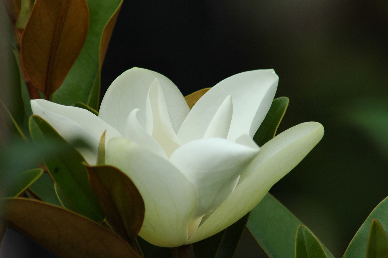 Pobūdį,  Floros,  Gėlė,  Lapų,  Gražus,  Sodas,  Vasara,  Magnolijos, Nemokamos Nuotraukos,  Nemokama Licenzija