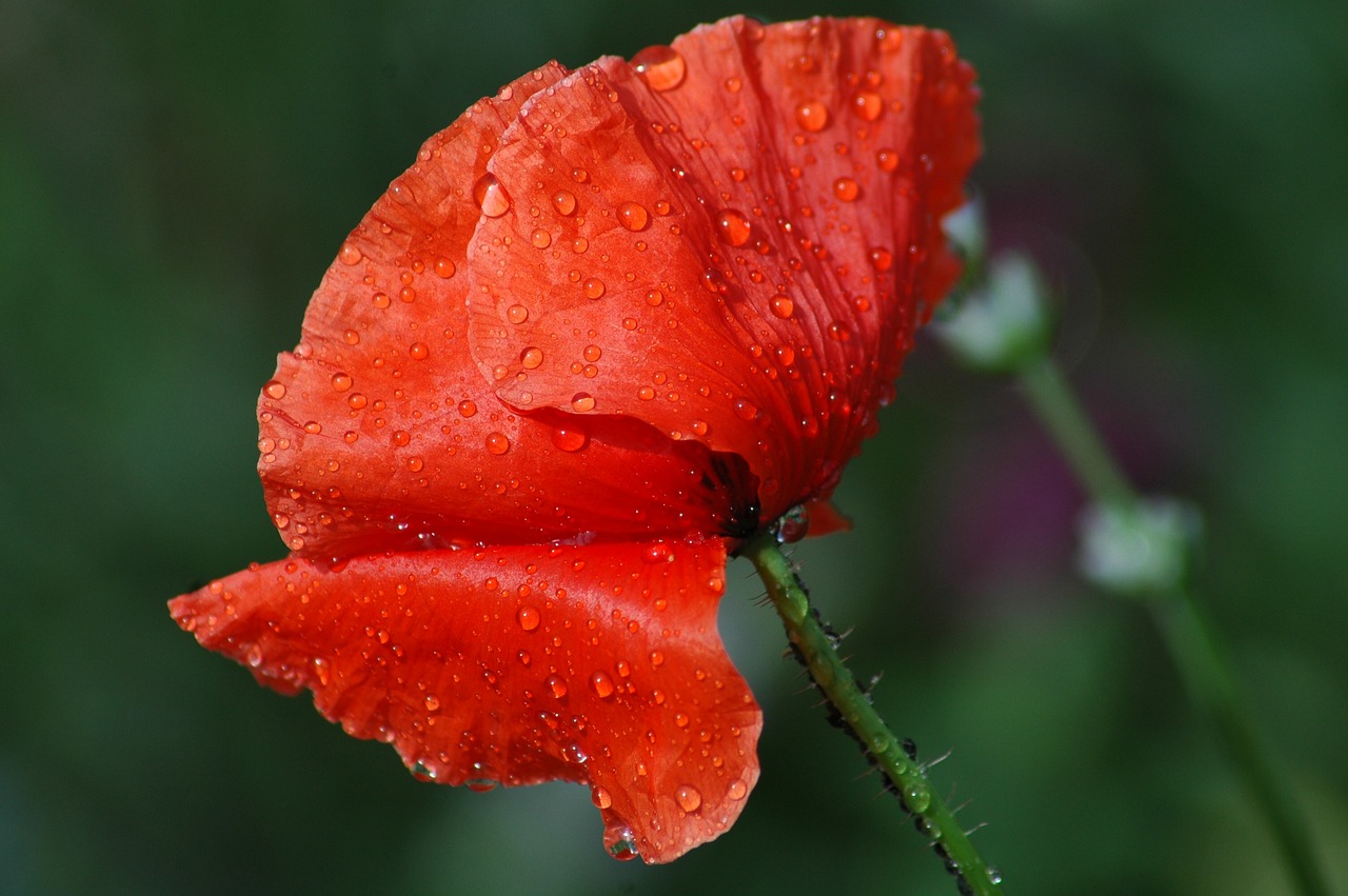 Pobūdį,  Gėlė,  Floros,  Lapų,  Lauke,  Vasara,  Sodas,  Šlapias,  Lašas,  Coquelicot