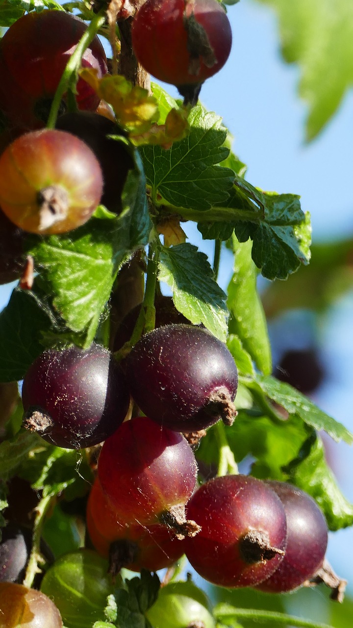 Pobūdį,  Sodas,  Vaisiai,  Uogos,  Šviesos,  Saulė,  Lapai, Nemokamos Nuotraukos,  Nemokama Licenzija