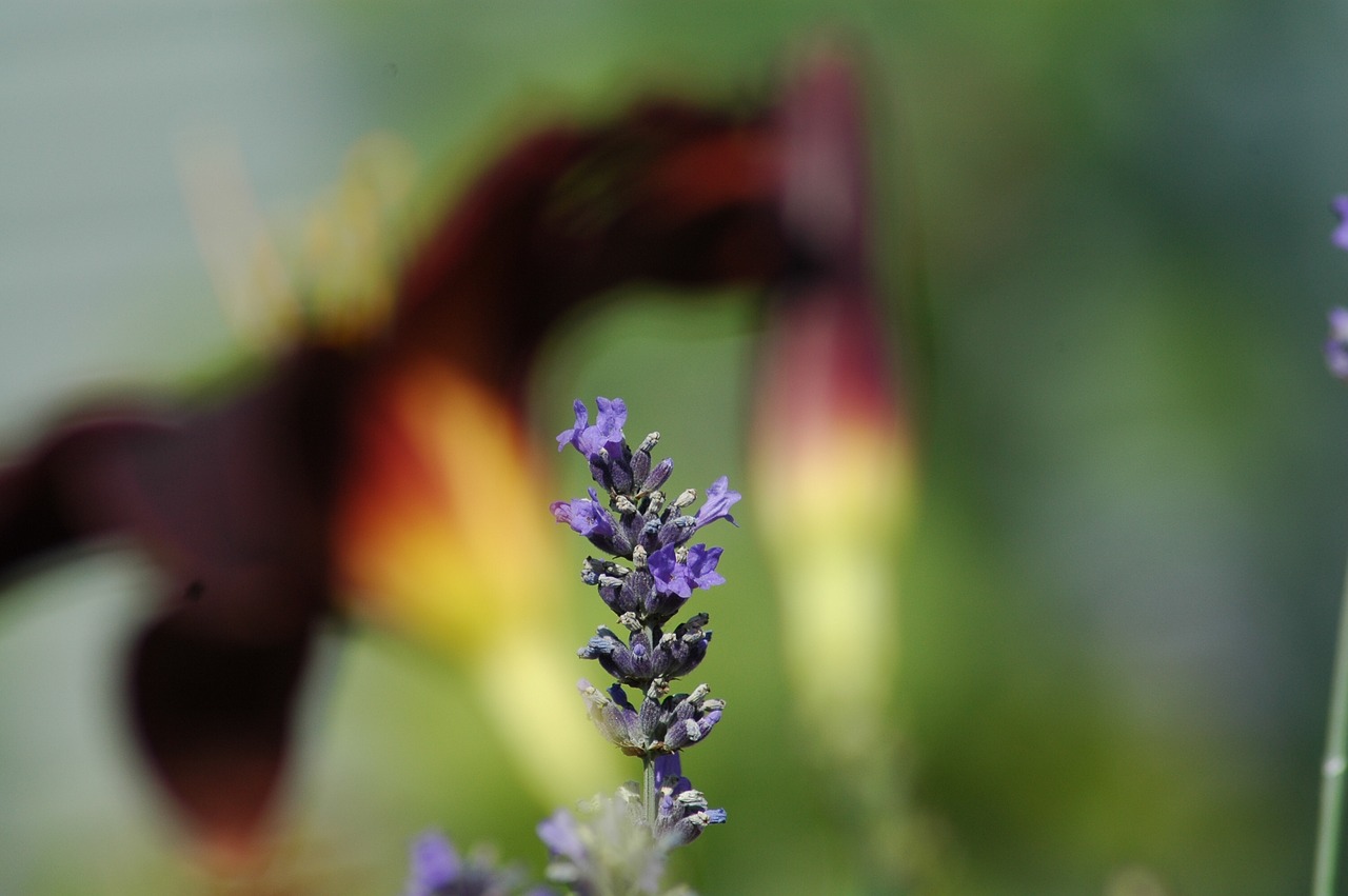 Pobūdį,  Gėlė,  Blur,  Floros,  Lauke,  Vasara,  Lapų,  Lavande,  Hémérocalle, Nemokamos Nuotraukos