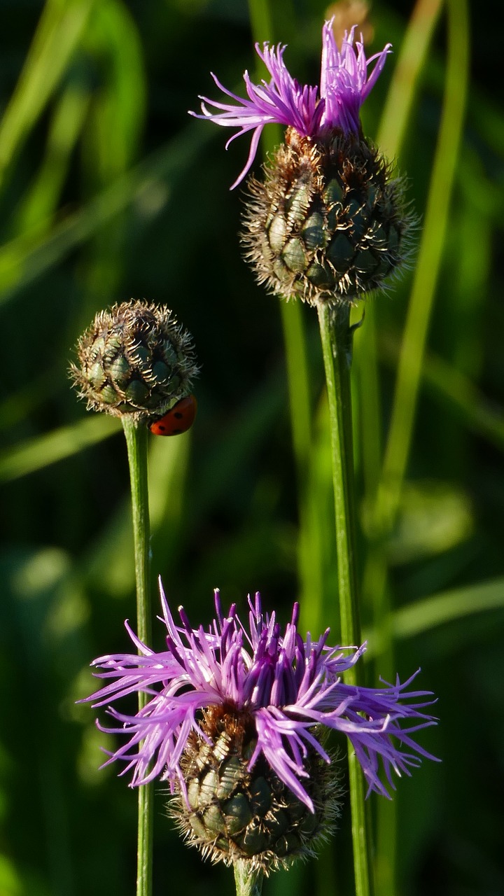 Pobūdį,  Kraštovaizdis,  Thistle,  Meadow,  Saulė,  Šviesos,  Bud,  Boružė, Nemokamos Nuotraukos,  Nemokama Licenzija