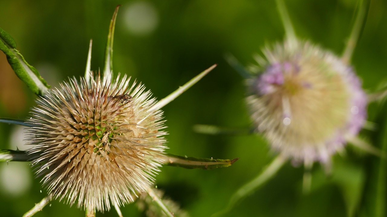 Pobūdį,  Miškas,  Meadow,  Pakelė,  Thistle,  Paskatinti,  Apvalus,  Šviesos,  Saulė,  Dygliuotas