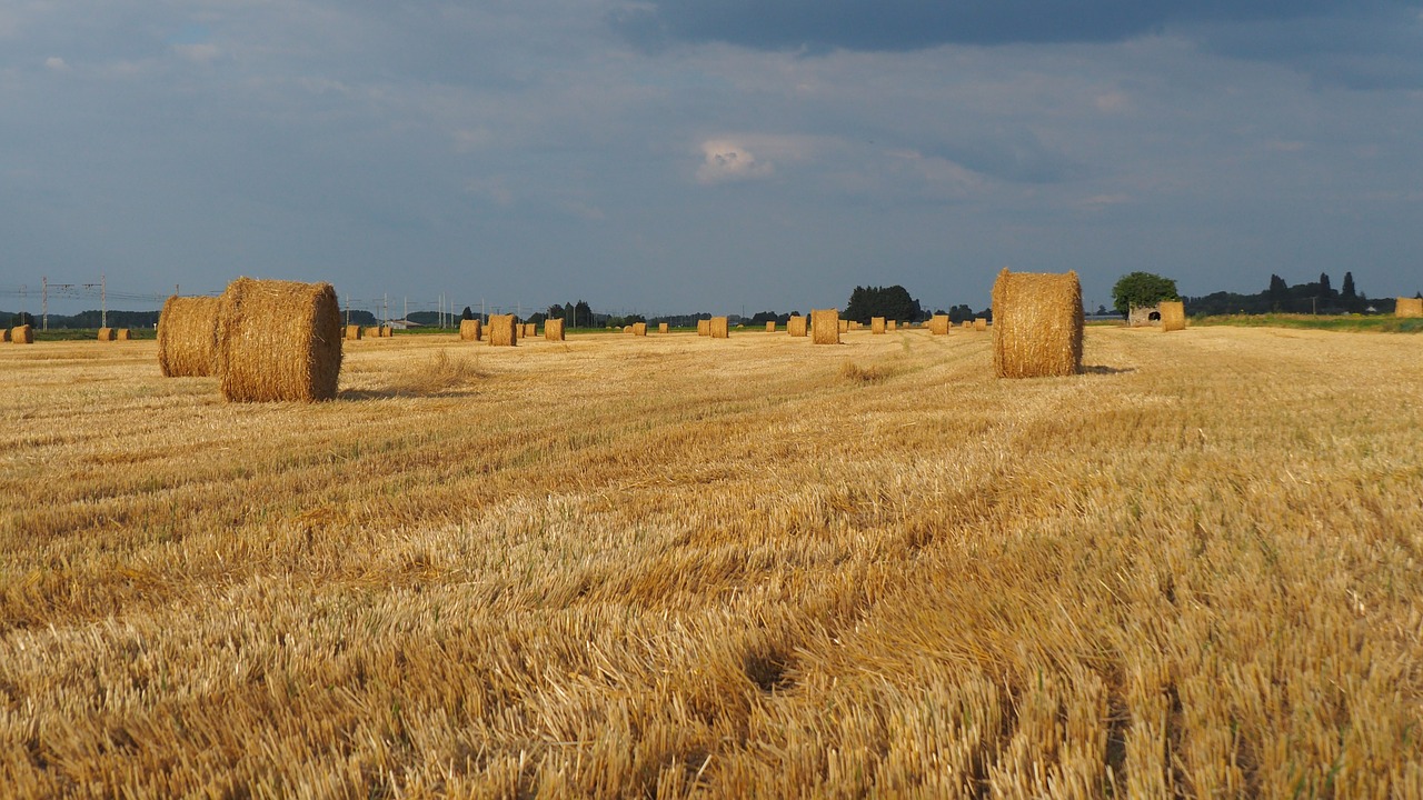 Pobūdį,  Laukas,  Hay,  Derlius, Nemokamos Nuotraukos,  Nemokama Licenzija