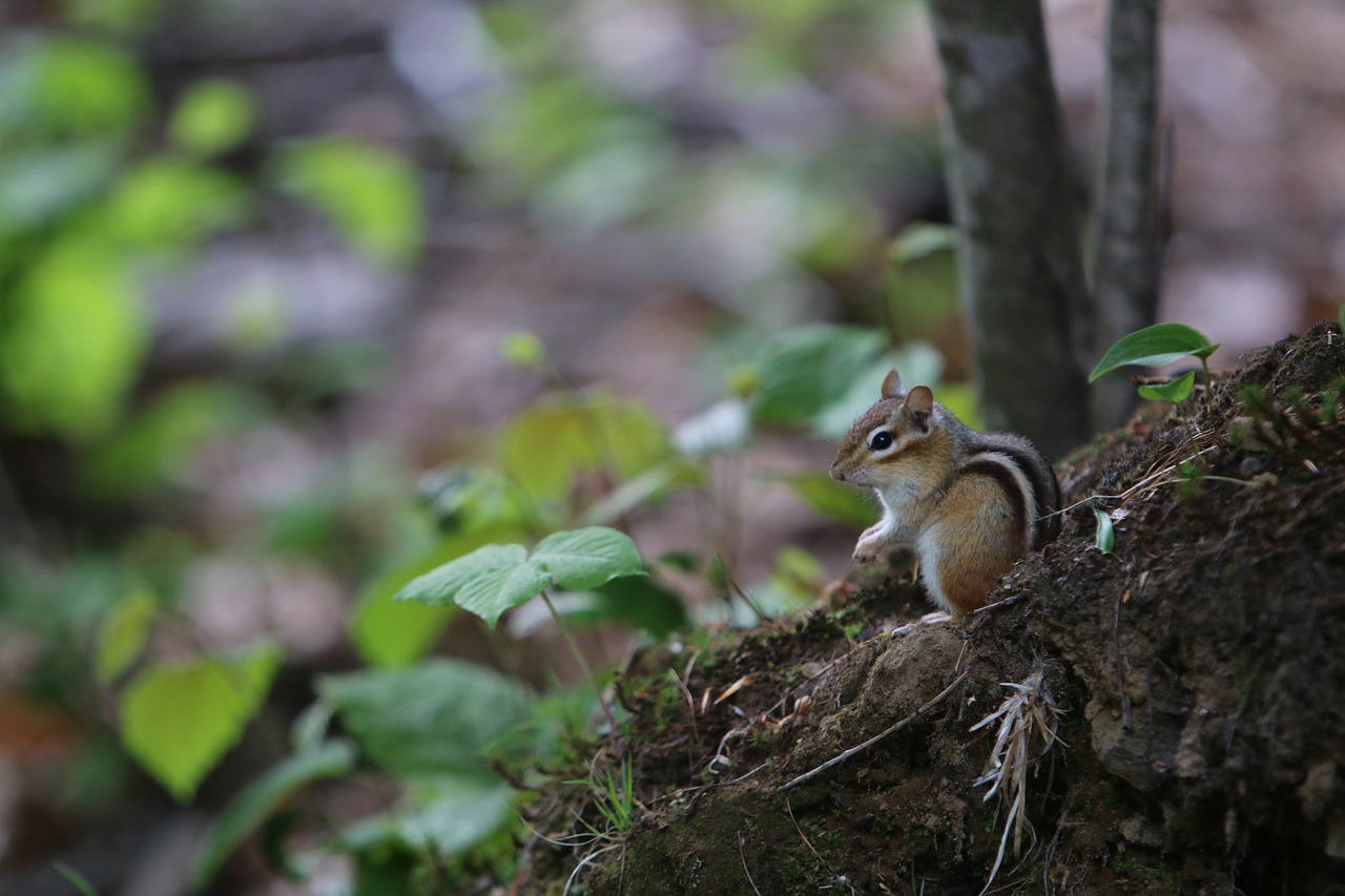 Pobūdį,  Medis,  Chipmunk,  Miškai, Nemokamos Nuotraukos,  Nemokama Licenzija