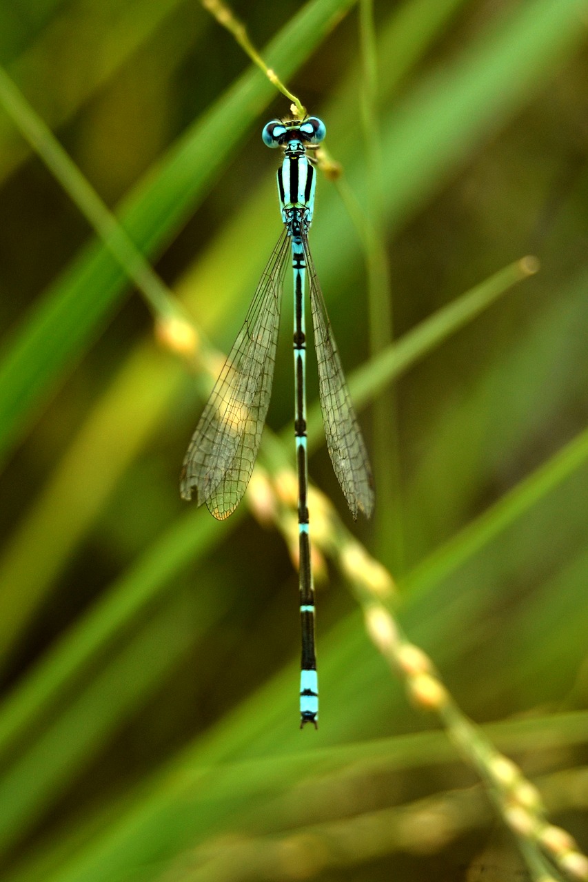 Pobūdį,  Dragonfly,  Vabzdys,  Vasara,  Lauke,  Spalva,  Aplinka,  Lapų,  Floros,  Medis