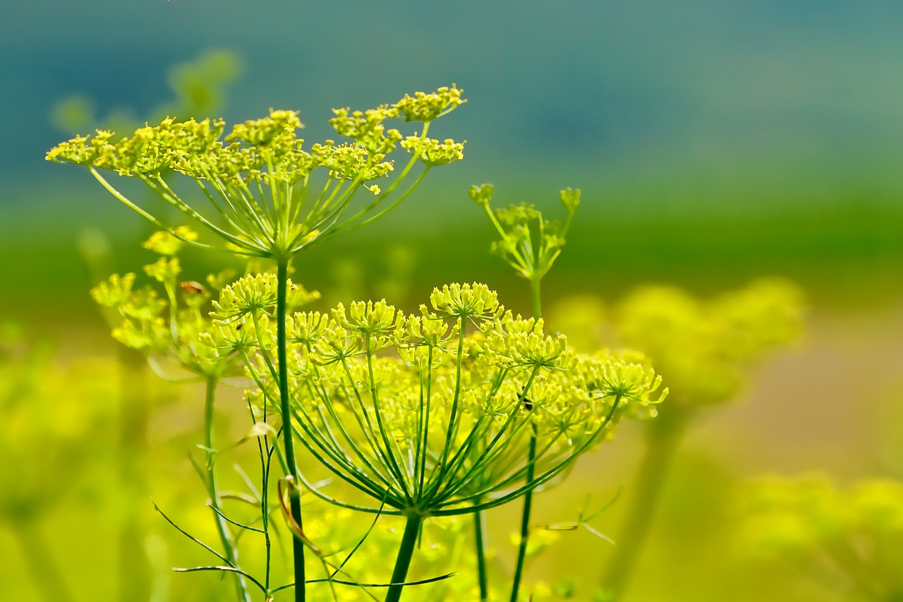 Pobūdį,  Pankolių,  Vasara,  Gėlės,  Pankolio Gėlės,  Augalų,  Floros,  Geltona, Nemokamos Nuotraukos,  Nemokama Licenzija