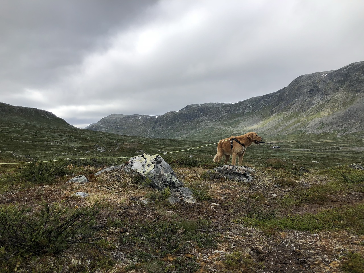 Pobūdį,  Kraštovaizdis,  Dangus,  Panoraminis,  Kalnų,  Žolė,  Lauke Šuns Hemsedal Norvegijoje, Nemokamos Nuotraukos,  Nemokama Licenzija