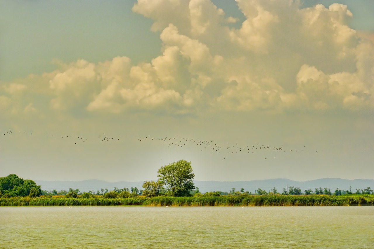 Pobūdį,  Kraštovaizdis,  Zicksee,  Debesys,  Pulko Paukščių,  Dangus,  Nuotaika,  Medžiai,  Vaizdingas,  Vandens