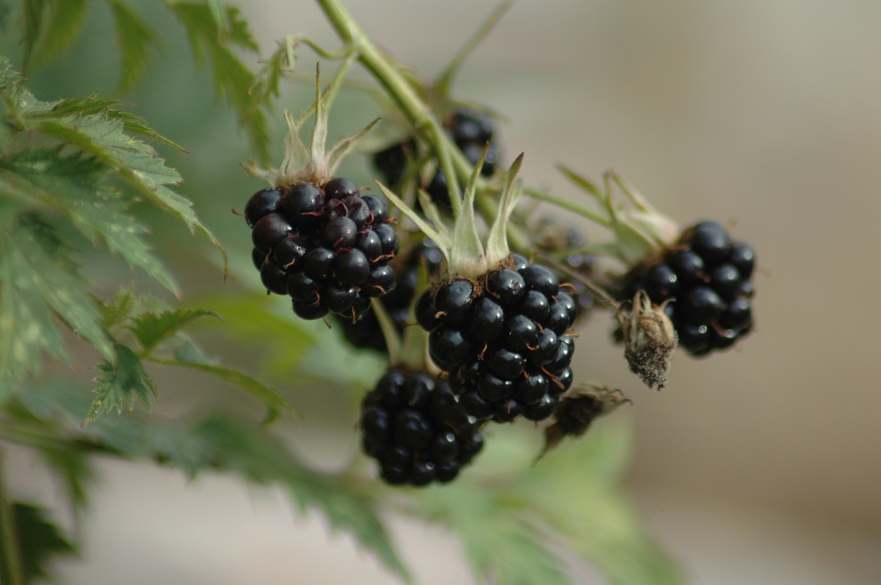 Pobūdį,  Vaisių,  Uoga,  Lapų,  Maisto,  Iš Arti,  Floros,  Mure, Nemokamos Nuotraukos,  Nemokama Licenzija