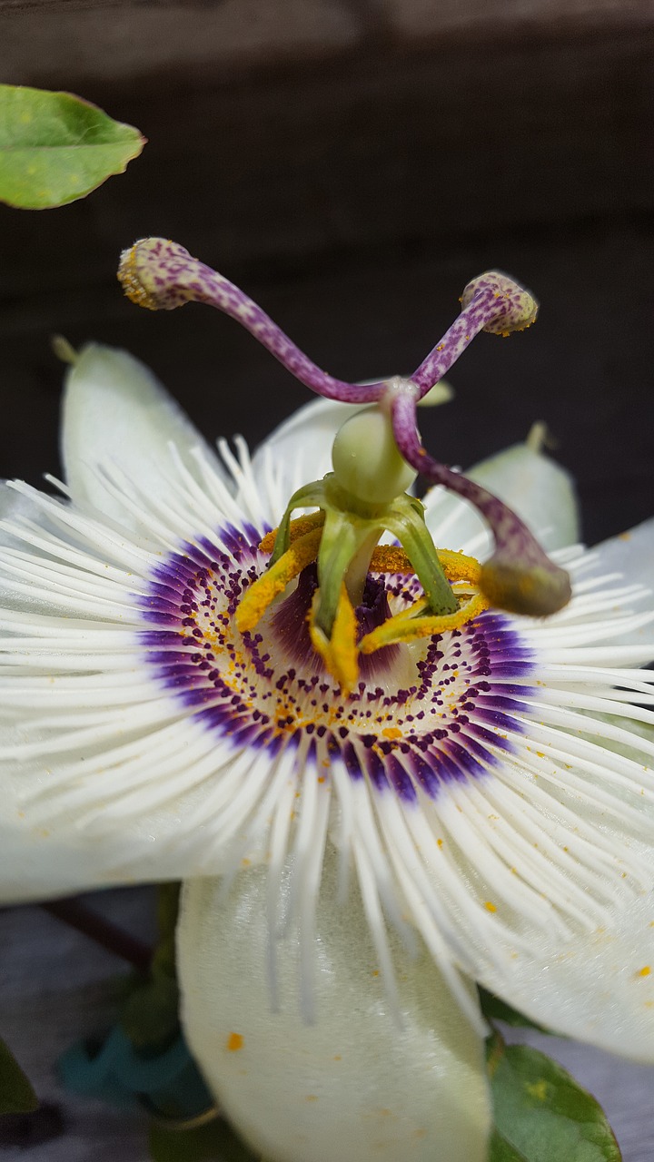 Pobūdį,  Gėlė,  Passiflora,  Floros,  Sodo Augalų,  Vasara,  Sodas, Nemokamos Nuotraukos,  Nemokama Licenzija