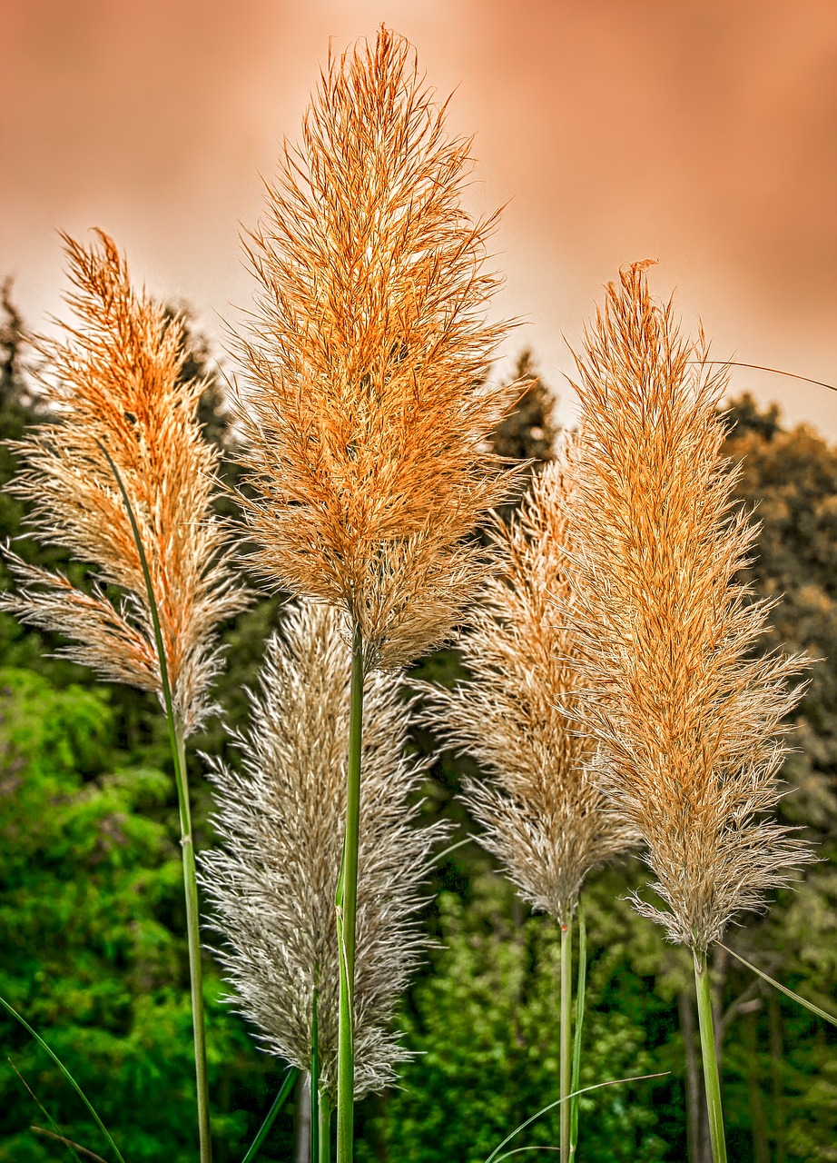 Pobūdį,  Augalų,  Selloana,  Floros,  Žolės,  Dangus Miškas,  Medžiai,  Oranžinė,  Žalias,  Nuotaika